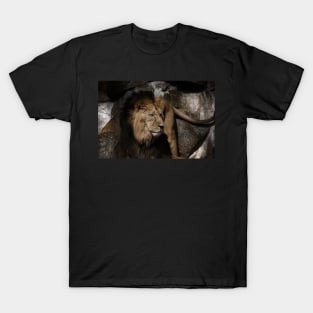 lion - indian lion T-Shirt